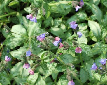 Plicník 'Blake's Silver'