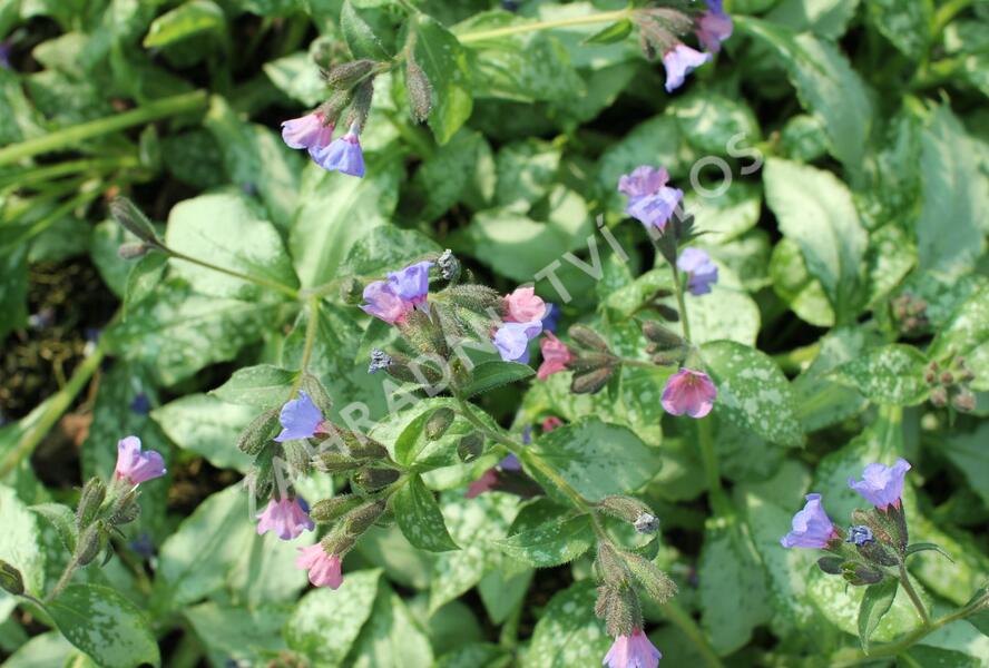 Plicník 'Blake's Silver' - Pulmonaria 'Blake's Silver'