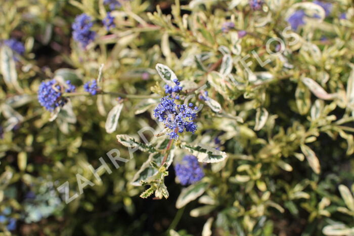 Latnatec 'Lemon and Lime' - Ceanothus 'Lemon and Lime'