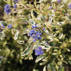Latnatec 'Lemon and Lime' - Ceanothus 'Lemon and Lime'