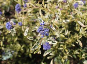 Latnatec kytkokvětý 'Lemon and Lime' - Ceanothus thyrsiflorus 'Lemon and Lime'