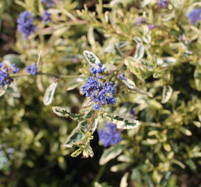 Latnatec 'Lemon and Lime' - Ceanothus 'Lemon and Lime'