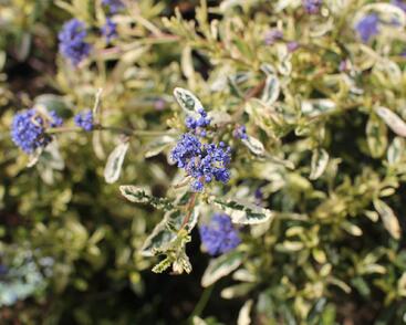 Latnatec kytkokvětý 'Lemon and Lime'