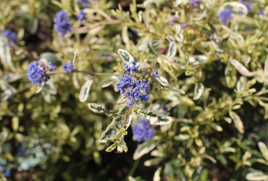 Latnatec kytkokvětý 'Lemon and Lime' - Ceanothus thyrsiflorus 'Lemon and Lime'