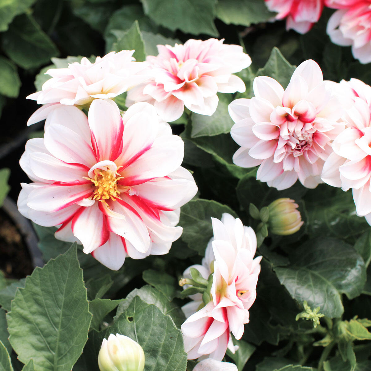 Dahlia-'DahLove-Special-White-Red'
