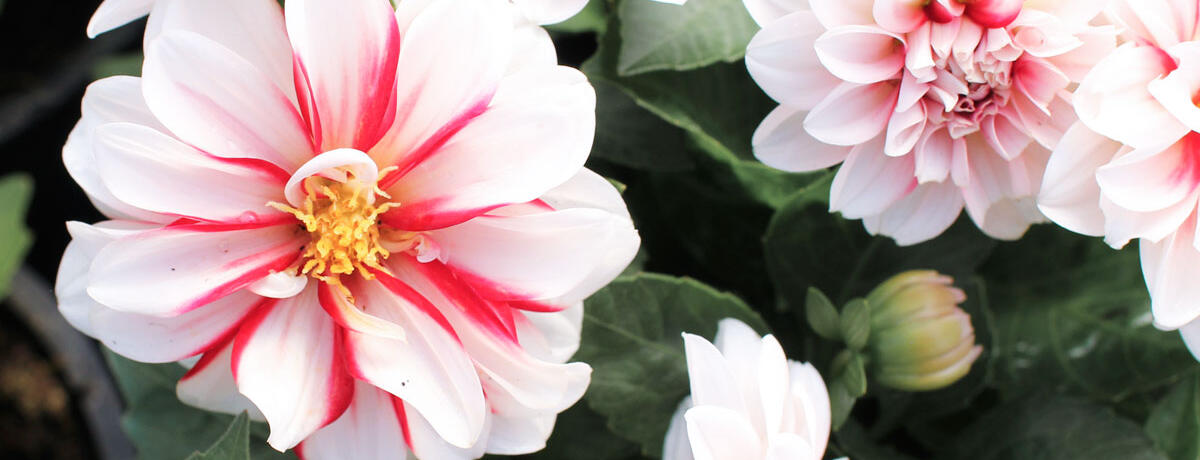 Dahlia-'DahLove-Special-White-Red'