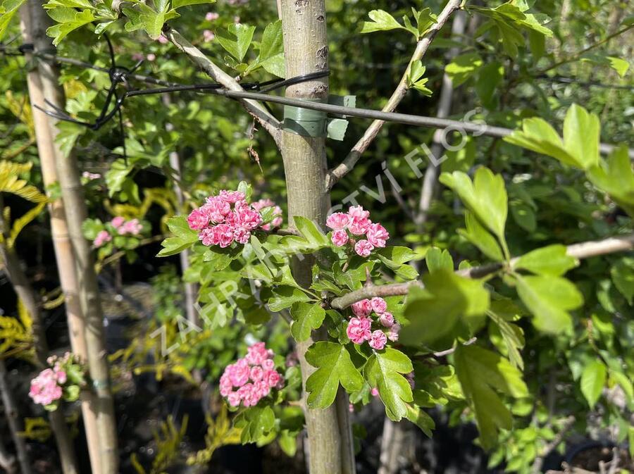 Hloh obecný 'Rosea Plena' - Crataegus laevigata 'Rosea Plena'