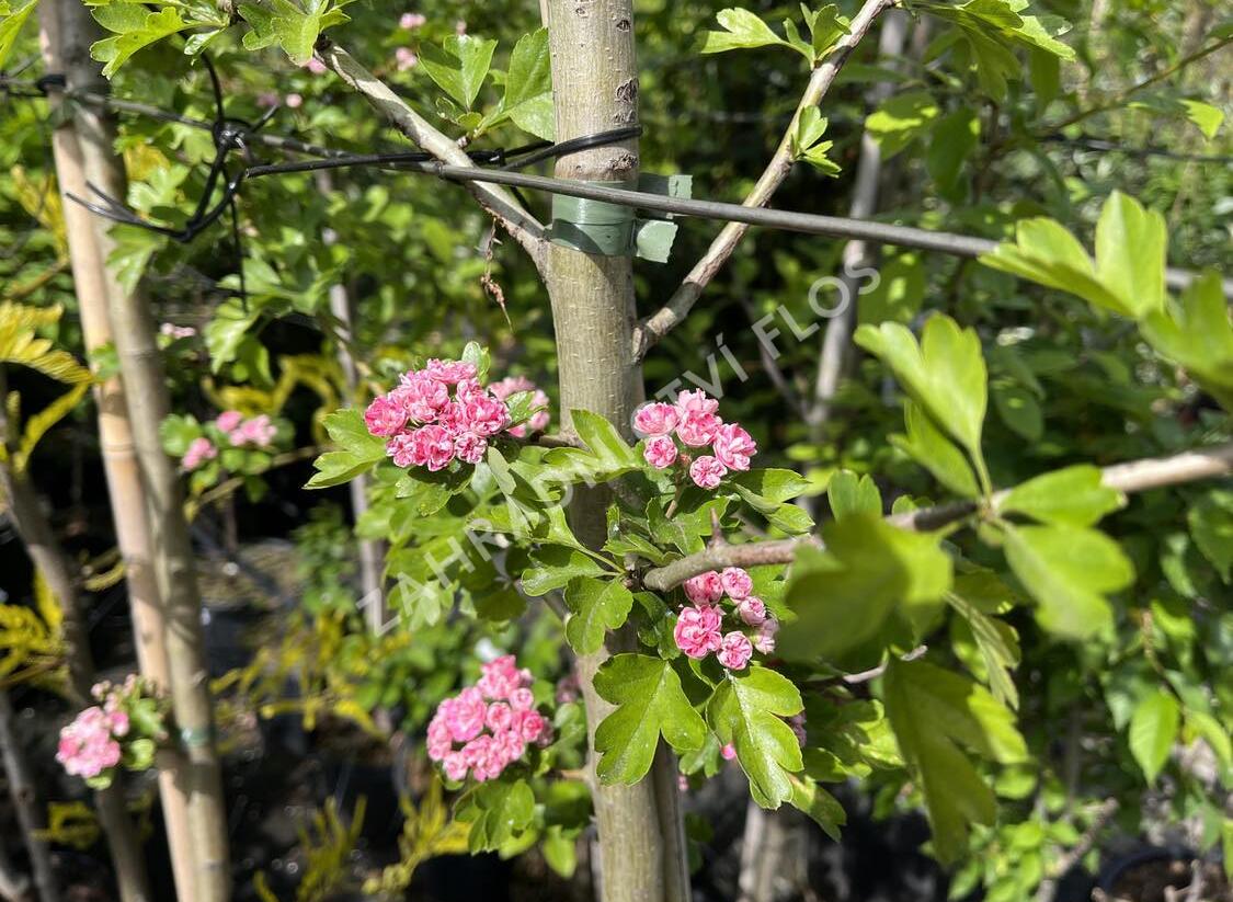 Hloh obecný 'Rosea Plena' - Crataegus laevigata 'Rosea Plena'
