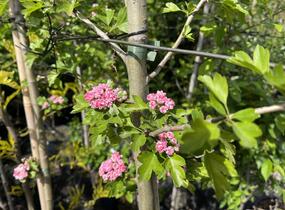 Hloh obecný 'Rosea Plena' - Crataegus laevigata 'Rosea Plena'