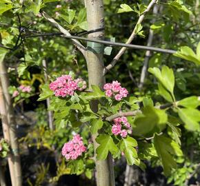 Hloh obecný 'Rosea Plena' - Crataegus laevigata 'Rosea Plena'