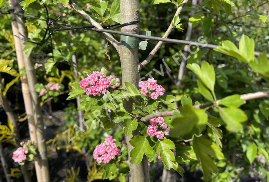 Hloh obecný 'Rosea Plena' - Crataegus laevigata 'Rosea Plena'