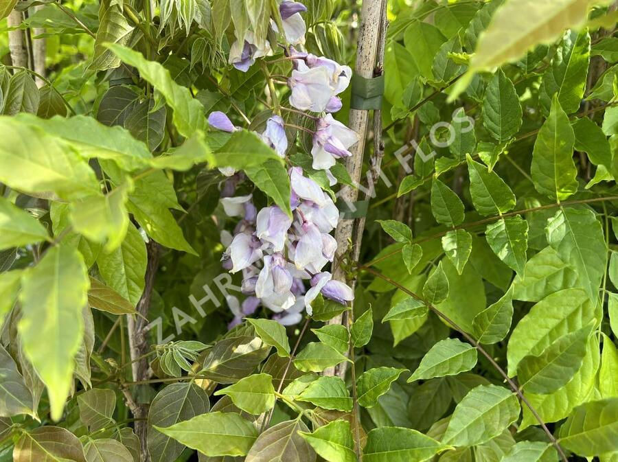 Vistárie čínská 'Caroline' - Wisteria sinensis 'Caroline'