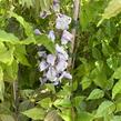 Vistárie čínská 'Caroline' - Wisteria sinensis 'Caroline'