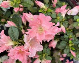 Azalka japonská 'Bloom Champion Salmon'