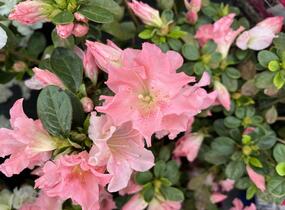 Azalka japonská 'Bloom Champion Salmon' - Azalea japonica 'Bloom Champion Salmon'