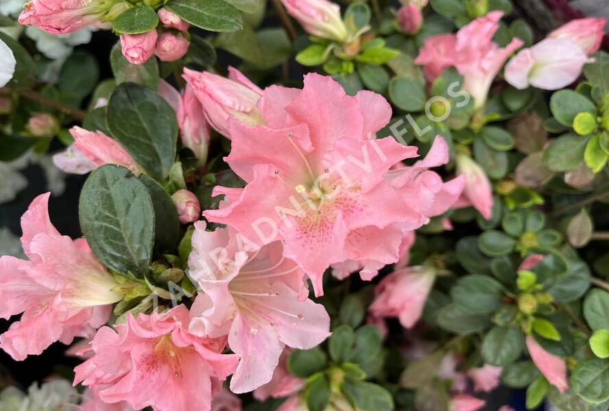 Azalka japonská 'Bloom Champion Salmon' - Azalea japonica 'Bloom Champion Salmon'