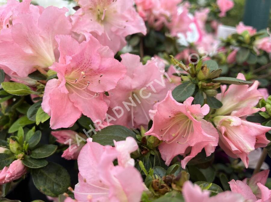 Azalka japonská 'Bloom Champion Salmon' - Azalea japonica 'Bloom Champion Salmon'