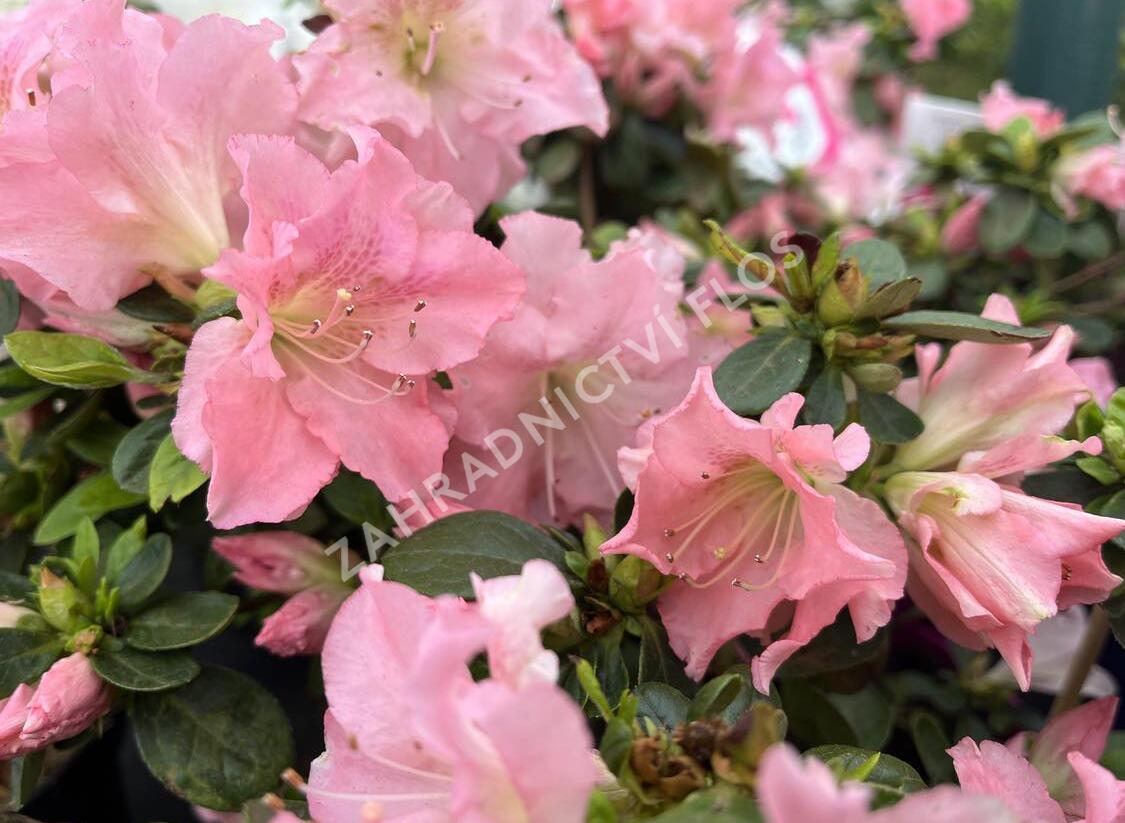 Azalka japonská 'Bloom Champion Salmon' - Azalea japonica 'Bloom Champion Salmon'