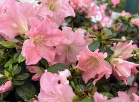 Azalka japonská 'Bloom Champion Salmon' - Azalea japonica 'Bloom Champion Salmon'