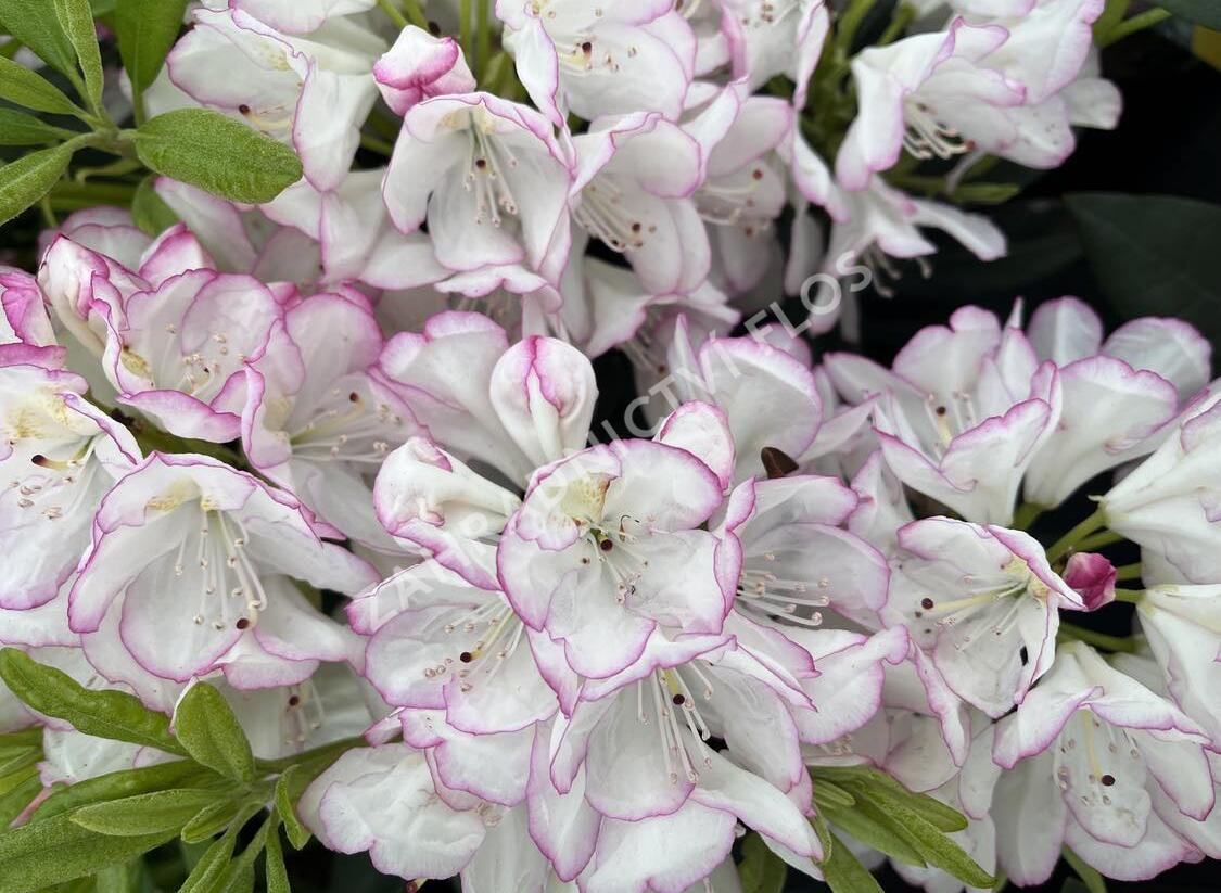 Pěnišník 'Picotee' - Rhododendron (T) 'Picotee'