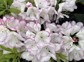 Pěnišník 'Picotee' - Rhododendron (T) 'Picotee'