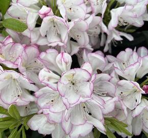 Pěnišník 'Picotee' - Rhododendron (T) 'Picotee'