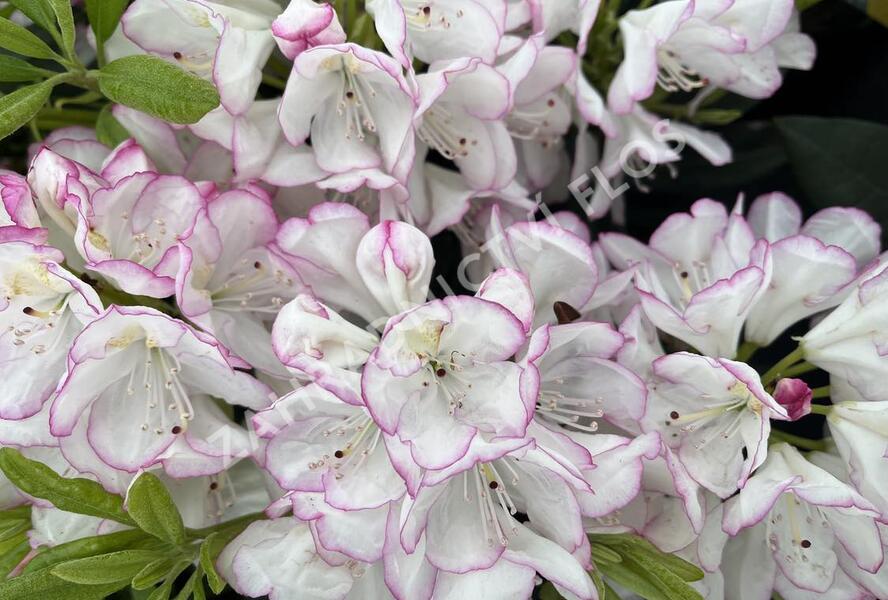 Pěnišník 'Picotee' - Rhododendron (T) 'Picotee'