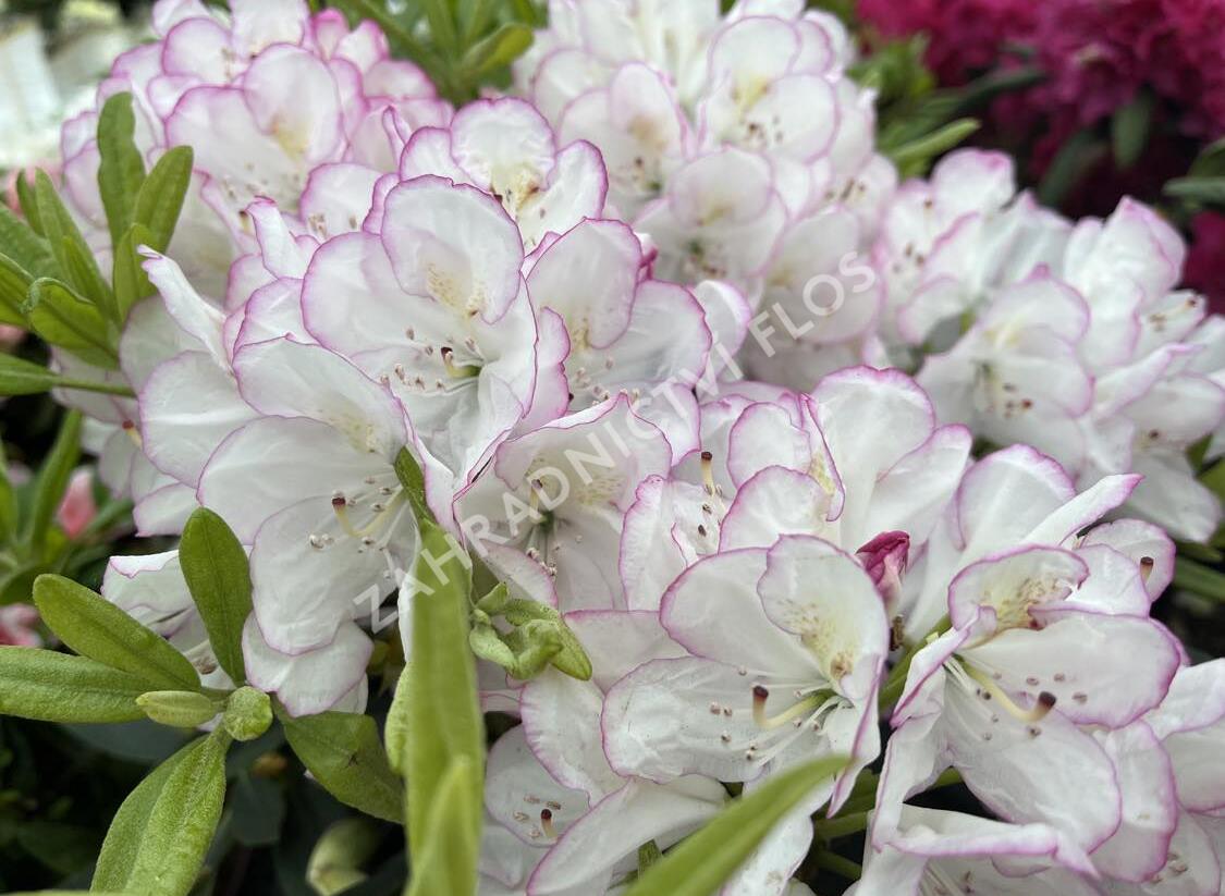 Pěnišník 'Picotee' - Rhododendron (T) 'Picotee'