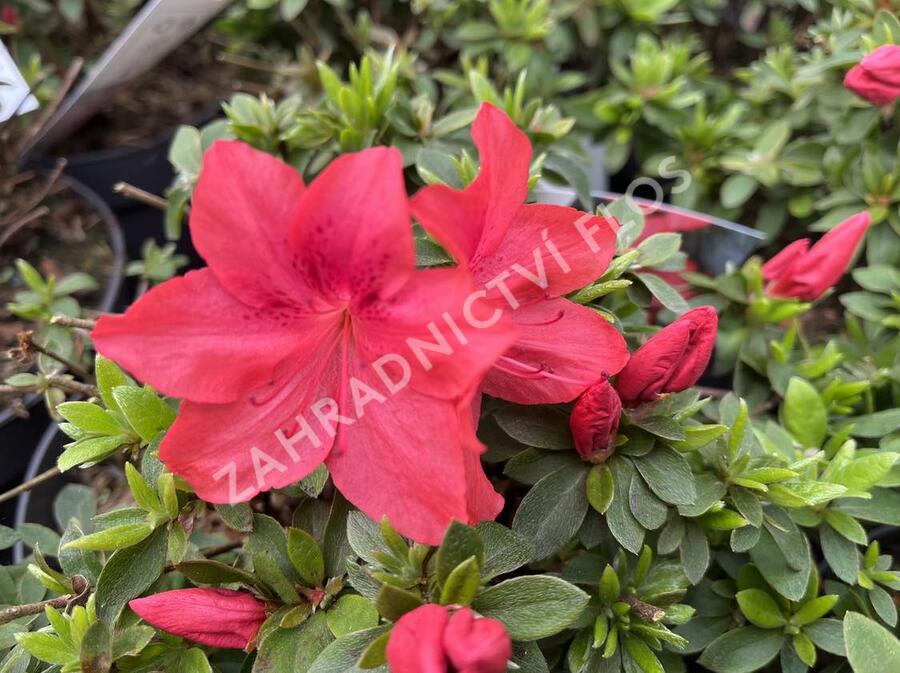 Azalka japonská 'Gorbela Red' - Azalea japonica 'Gorbela Red'