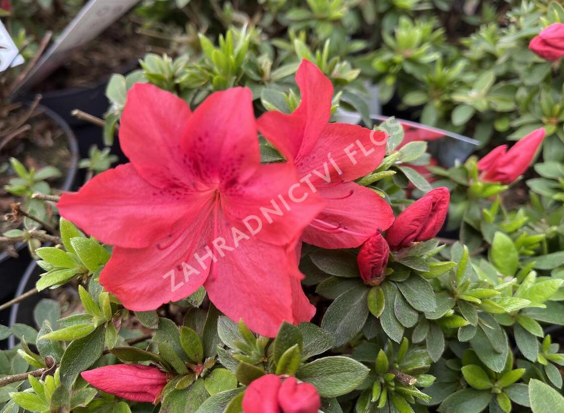 Azalka japonská 'Gorbela Red' - Azalea japonica 'Gorbela Red'