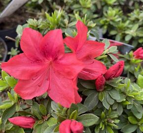 Azalka japonská 'Gorbela Red' - Azalea japonica 'Gorbela Red'