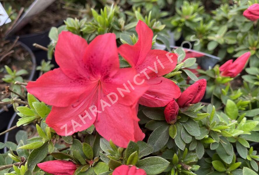 Azalka japonská 'Gorbela Red' - Azalea japonica 'Gorbela Red'