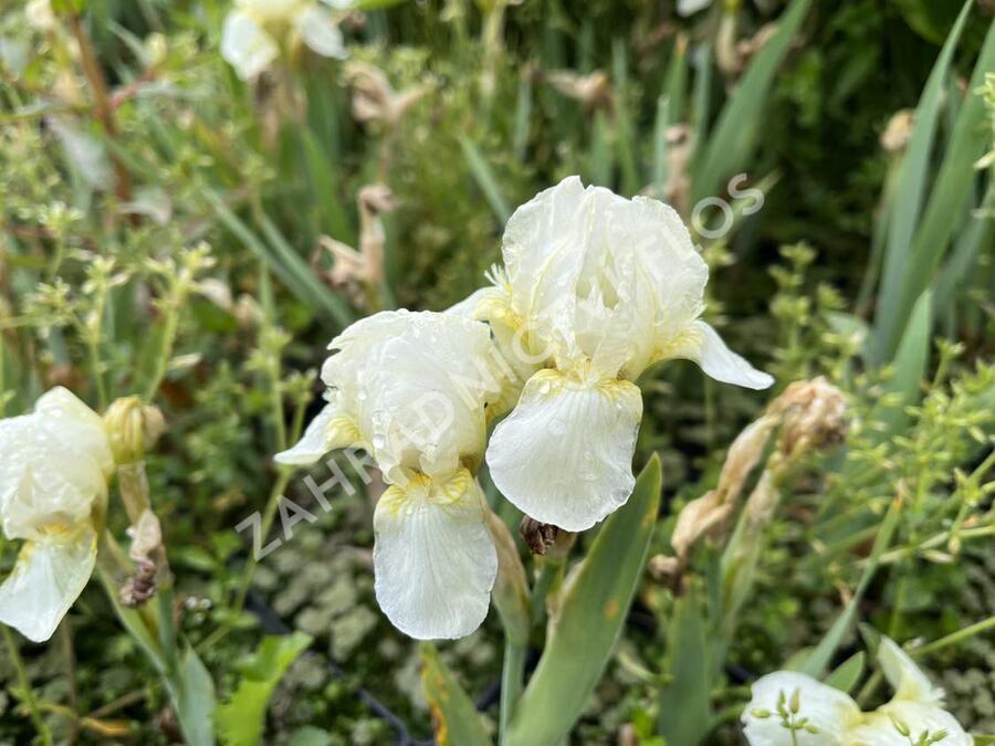 Kosatec německý 'Schwanensee' - Iris barbata-nana 'Schwanensee'