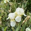 Kosatec německý 'Schwanensee' - Iris barbata-nana 'Schwanensee'