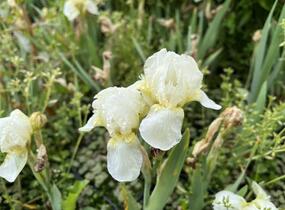 Kosatec nízký 'Schwanensee' - Iris barbata-nana 'Schwanensee'