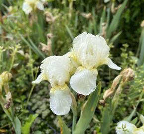 Kosatec německý 'Schwanensee' - Iris barbata-nana 'Schwanensee'