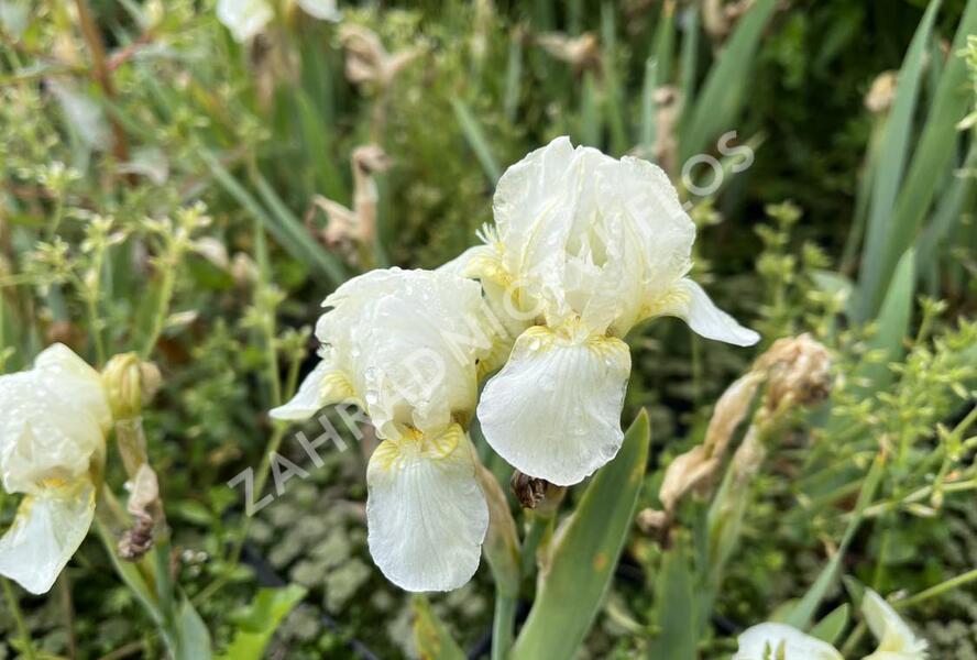 Kosatec nízký 'Schwanensee' - Iris barbata-nana 'Schwanensee'