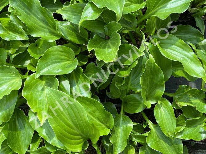 Bohyška vlnitolistá 'Erromena' - Hosta undulata 'Erromena'