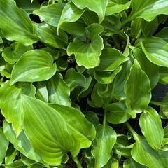 Bohyška vlnitolistá 'Erromena' - Hosta undulata 'Erromena'