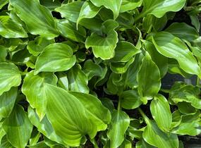 Bohyška vlnitolistá 'Erromena' - Hosta undulata 'Erromena'