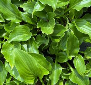 Bohyška vlnitolistá 'Erromena' - Hosta undulata 'Erromena'