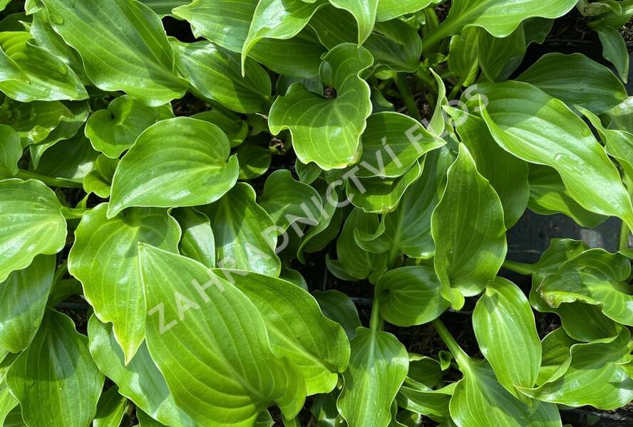 Bohyška vlnitolistá 'Erromena' - Hosta undulata 'Erromena'