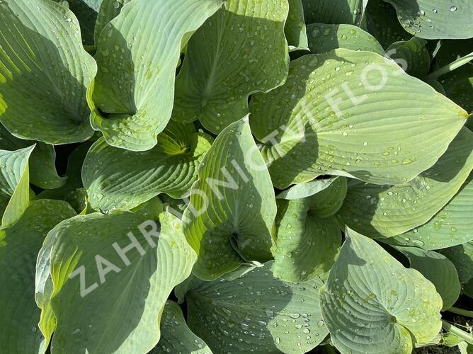 Bohyška 'Blue Angel' - Hosta 'Blue Angel'