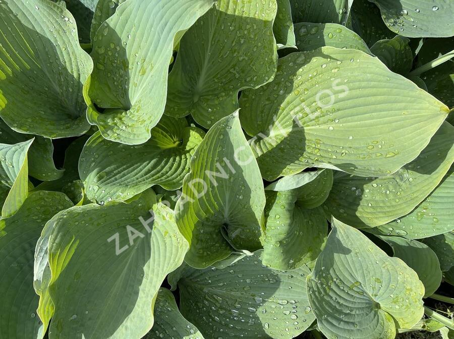 Bohyška 'Blue Angel' - Hosta 'Blue Angel'