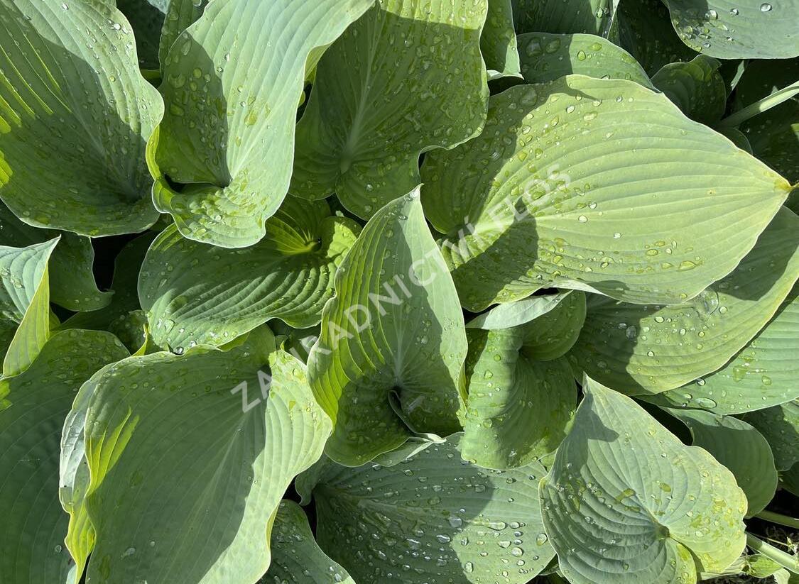 Bohyška 'Blue Angel' - Hosta 'Blue Angel'