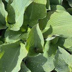 Bohyška 'Blue Angel' - Hosta 'Blue Angel'