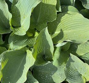 Bohyška 'Blue Angel' - Hosta 'Blue Angel'