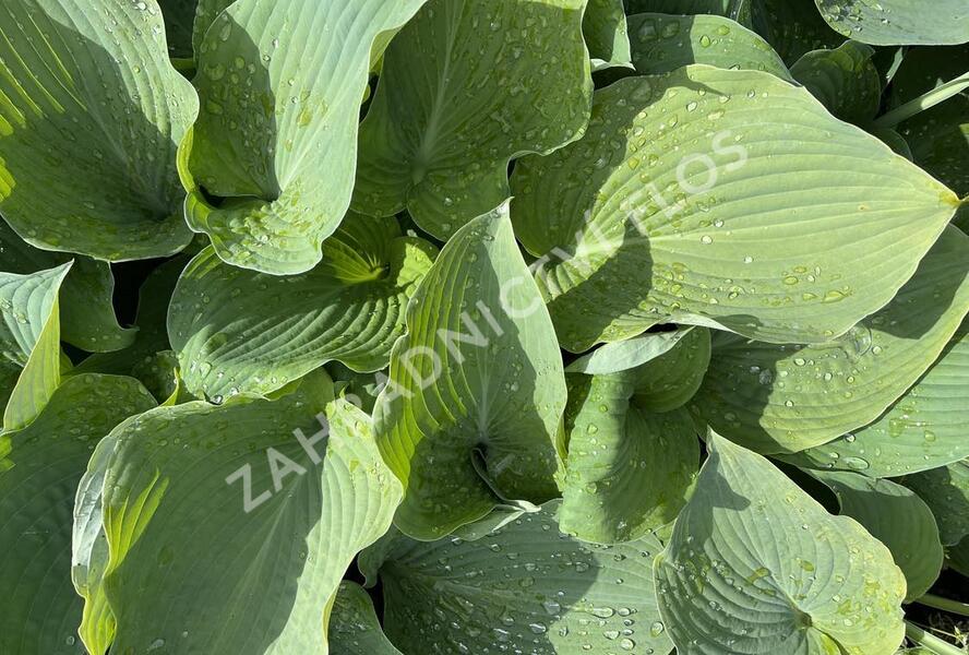 Bohyška 'Blue Angel' - Hosta 'Blue Angel'