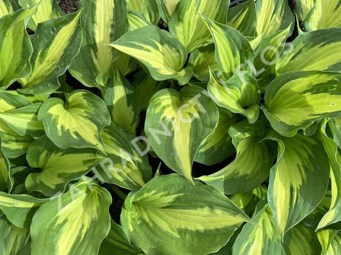 Bohyška 'Christmas Candy' - Hosta 'Christmas Candy'