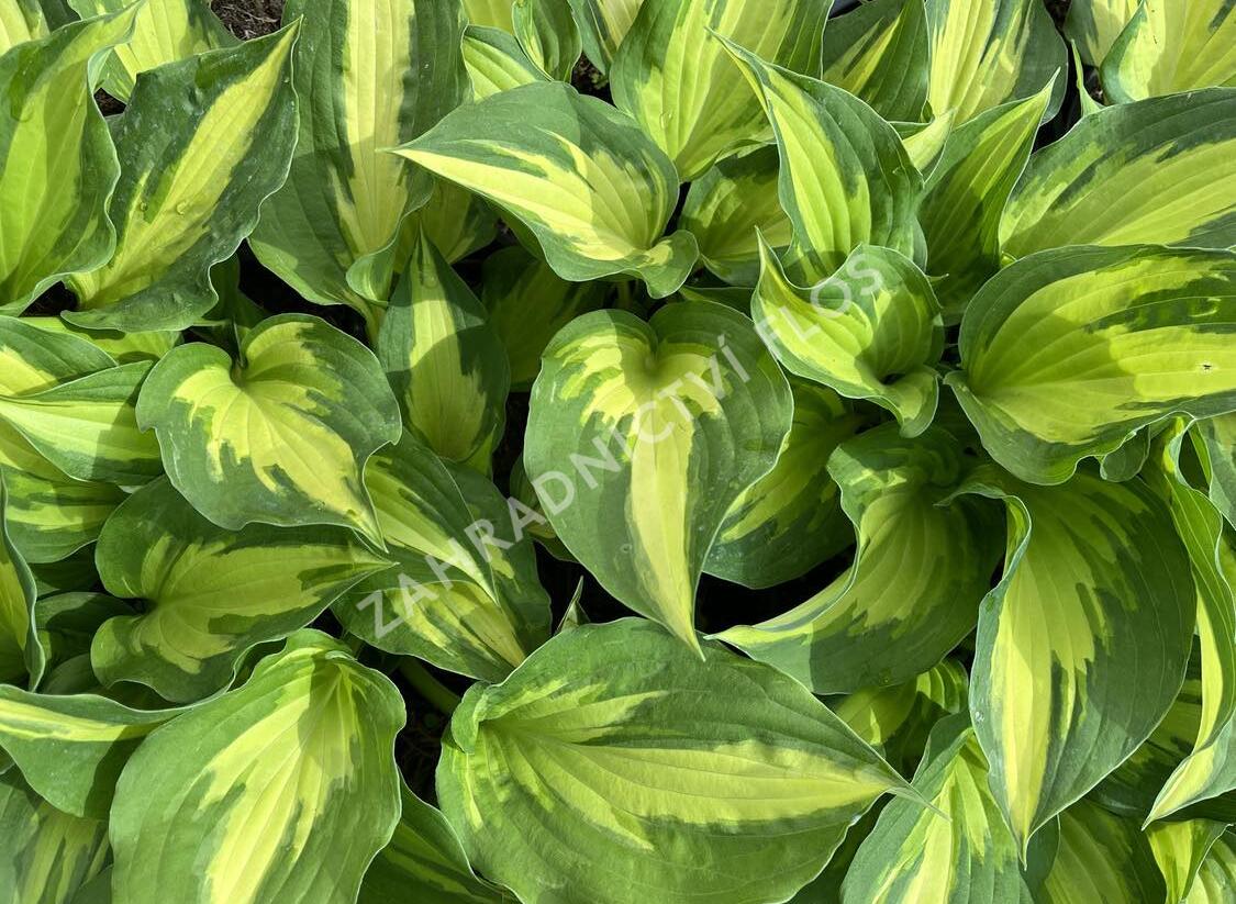 Bohyška 'Christmas Candy' - Hosta 'Christmas Candy'